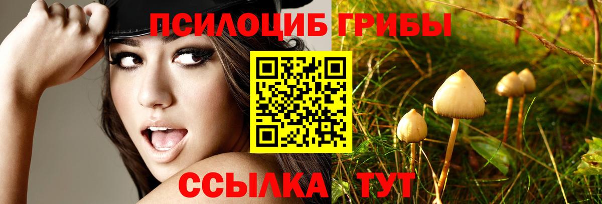 Псилоцибиновые грибы Psilocybe Домодедово